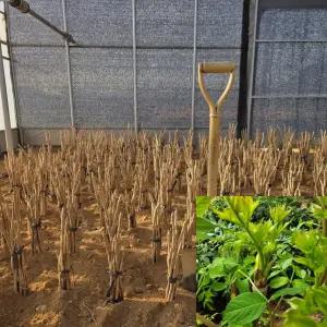 민두릅나무 묘목 (키30cm전후) 가시없는두릅묘목 특용수 약용수