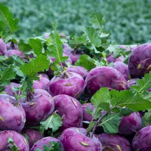 25년 첫수확 해풍맞은 제주 콜라비 특 / 상 3kg 5kg 10kg