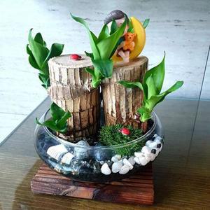 [미스터허브]행운목 공기정화식물 화분 꽃 재배