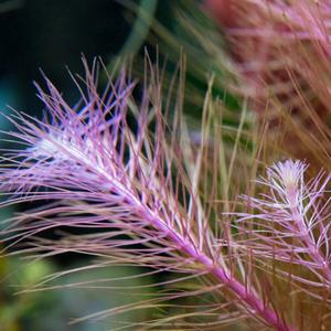 피알피쉬 후경수초 로탈라 윌리키 3촉 어항수초 수족관