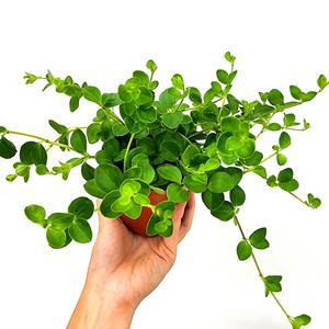 에덴플랜트 신홀리페페 소품 페페 음지 실내식물 반려식물 공기정화 행잉플랜트 공중 홀리페페