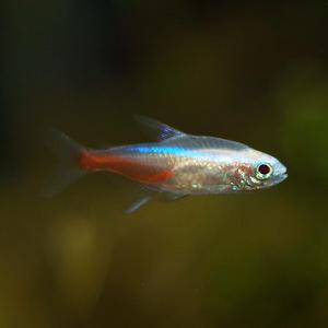 알비노 네온테트라 10마리