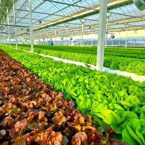 유러피안 샐러드 1kg 야채 쌈채소 상추 4~6종