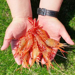 활 생물 급냉 독도새우 꽃새우 닭새우 500g 1kg