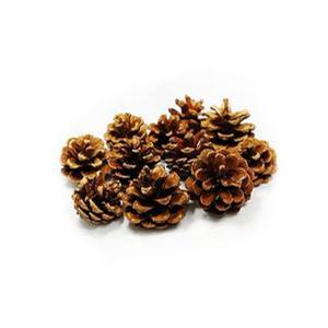 천연 솔방울 솔나무 방울/1팩 약1kg(55-60개)