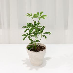 갑조네 홍콩야자(미니) 공기정화식물 관엽 식물