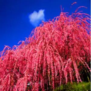 수양 홍매화, 홍수양매화나무 접목1년특묘 수양 매실 묘목 정원조경나무 매화 노지월동 (목하원예조경)