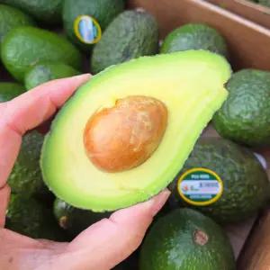 수입산 싱싱 아보카도 생과 10입 20입
