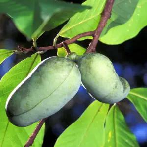 포포나무 (뽀뽀나무) 100cm전후 포포 실생 2년생나무 묘목 유실수 정원수 노지월동 가능 (목하원예조경)