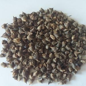 번행초씨앗 100립/뉴질랜드시금치씨앗/갯상추씨앗