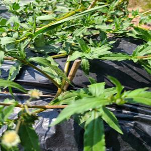 SS한련초 씨앗 100립