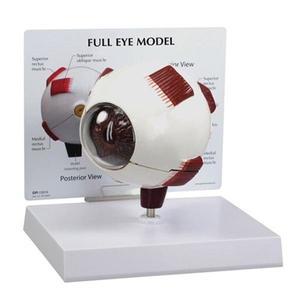 GPI  G2751 - 안구모형