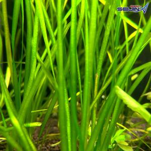 발리스네리아 (1뿌리)/수초/중경/후경/포인트