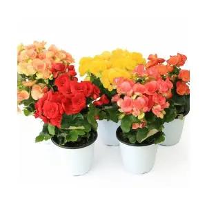 대성식물 장미 베고니아 중품 사계절 내내 피는 야생화 봄 꽃 식물