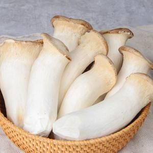 새송이버섯[상품] 2kg