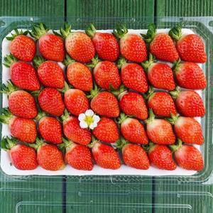 [프레쉬킹] GAP 인증 논산 설향 딸기 특품