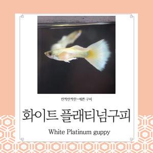 화이트 플래티넘 구피 10마리  관상용 열대어 어항 수족관 생먹이자루