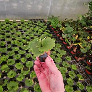 식공플랜츠 미니 박쥐란 리들리 애기소품 03-05cm 149