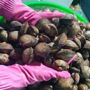 국내산 남해안 벌교 피꼬막 3kg 45-60미 내외