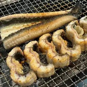 자포니카 국내산 고창 대왕 민물장어 1kg 손질 후 700g