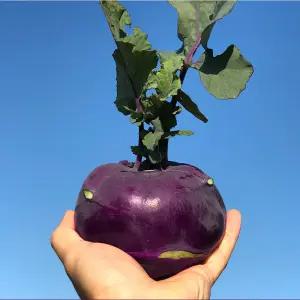 제주 콜라비 10kg 콜리브리 특품 3대째 재배중