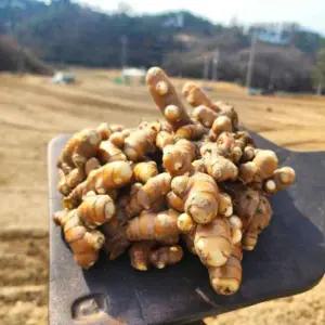 국내산 경북 산지발송 흙생울금(비세척) 3kg