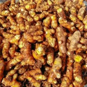 갤러리아 국내산 경북 산지발송 세척 생울금 5kg/25년햇울금