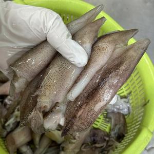 냉동 총알한치 500g 4팩