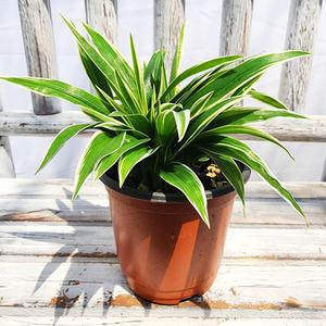 에덴플랜트 나비란 소품 무늬접란 거실화초 현관식물 공기정화 수경재배 반음지