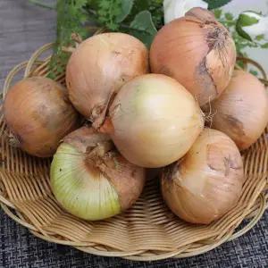 햇양파(소)/장아찌용/20kg 1박스 자연대로팜웨이