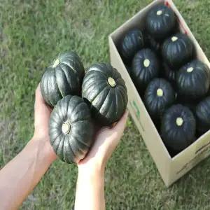 [농산물마루] 국내산 미니밤호박 보우짱