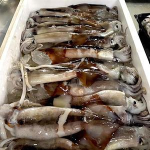 국내산 생물 급냉 통찜용 오징어 1kg내외 (7-8미)