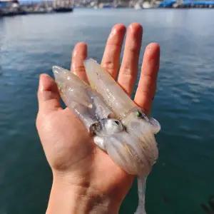 총알한치 500g (15~25미) x 3팩 총 1.5kg