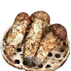 품질보장 자연산 송이버섯 자연 송이 500g