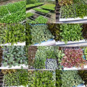 망고 참외 모종 4개 고 당도 꿀 망고참외, 1개 (FM)