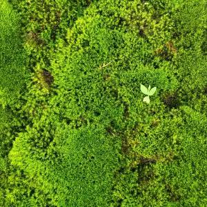 마이플랜트 소백산 꼬리이끼 조경 원예 분재 돌 인테리어 테라리움 자연 이끼