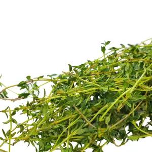 야채이야기 싱싱한 국내산 타임 500g 허브타임