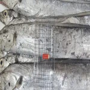 국내산 생물 갈치 3kg 13미 내외 제철 생선 구이 조림 반찬 밥도둑