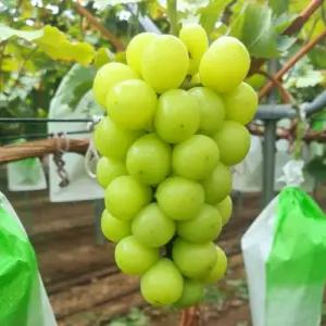 고당도 샤인머스켓 프리미엄 제철 씨없는포도 4kg