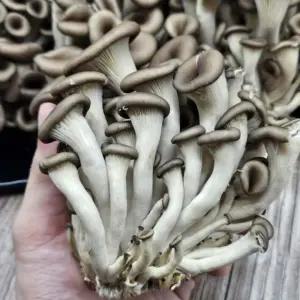 산지 국산 무농약 느타리버섯 흑타리버섯 참타리 맛느타리 대용량 2kg