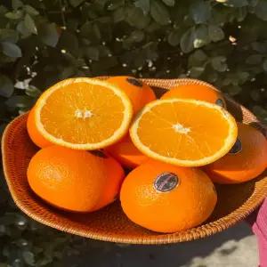 호주산 네이블 오렌지 중과 10과/15과/20과