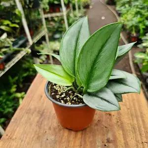 스킨답서스 트루비 다크폼(재입고) 고급진아이에요