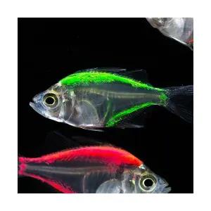 [주니멀열대어]칼라그라스[염색 글라스피쉬] 칼라글라스 테트라(5마리)관상어