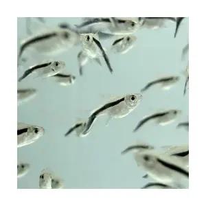 [주니멀열대어][카라신과] 펭귄테트라 벌룬 5마리관상어