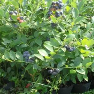 슈퍼왕블루베리묘목 뉴하노버(3년생 화분)1그루hy2511