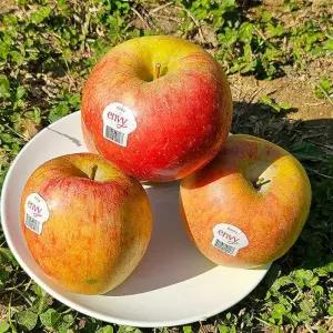 예산 엔비 사과 5kg 15-20과 특대과 팬시등급 nb사과 예산 사과 한박스 envy 사과 엠