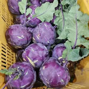 아삭 달큰한 제주 햇 콜라비 4kg