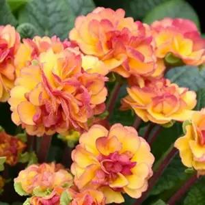 발레리나 앵초 넥타린 모종 프리뮬러 노지월동 다년생 정원 봄꽃 B05