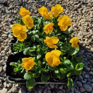 겨울팬지모종 노랑 10+2개세트 겨울꽃