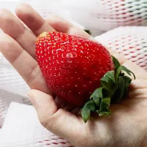 당일수확발송 논산 킹스베리 딸기 대왕특과 400g (5~7과)